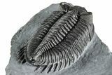 Bug-Eyed Coltraneia Trilobite Fossil - Top Quality Specimen #350852-4